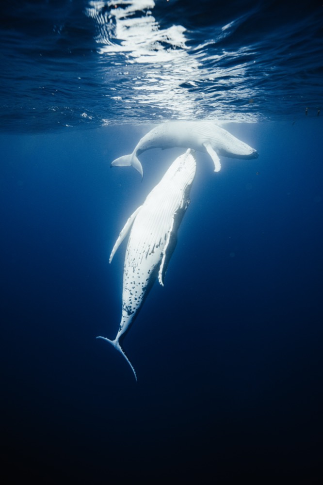 Humpback whale hanging vertical in a shaft of sun, Mo'orea